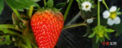 【草莓】水培草莓的种植方法和技术 草莓如何水培