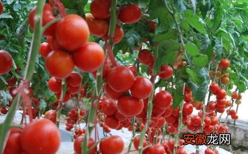【花卉大全】西红柿什么时候追肥合适