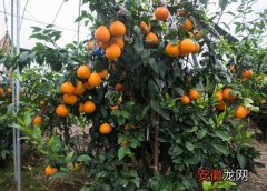 【树】橘树套种什么好