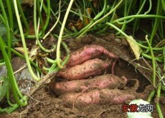 【品种】红薯地套种什么好 套种作物品种及技术