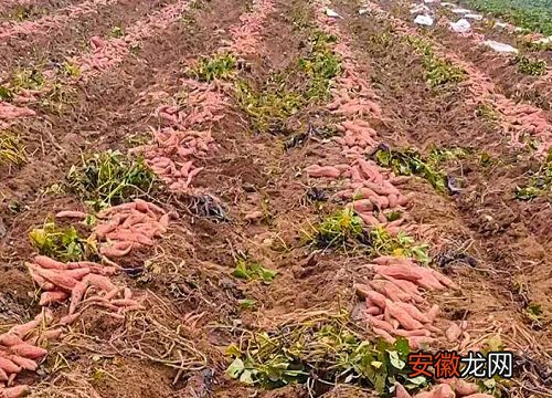 【品种】红薯地套种什么好 套种作物品种及技术