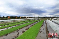“粮食生产大县”湖南东安：今年粮食总产量预计逾38万吨