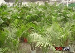 【散尾葵】夏威夷椰子和散尾葵哪个好养？