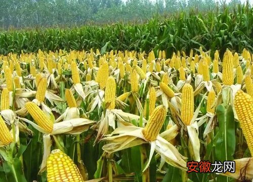 【品种】夏播玉米种哪个品种好？