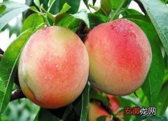 【桃树】桃树苗哪个品种好？
