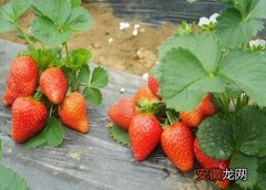 【品种】草莓苗哪个品种好？