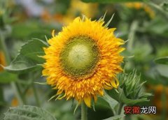 【花】太阳花有多少品种？