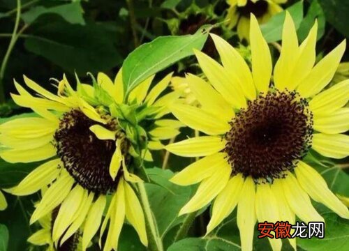 【花】太阳花有多少品种？
