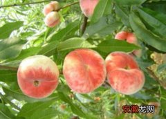 【多】桃有多少品种？