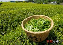 【茶叶】茶叶有多少品种？
