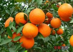 【橙子】橙子有多少品种？