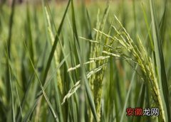 【水稻】水稻属于什么作物