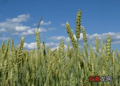 【小麦】小麦属于什么作物