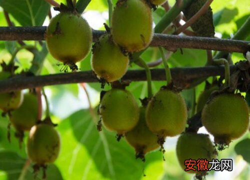【桃】猕猴桃哪个品种好？