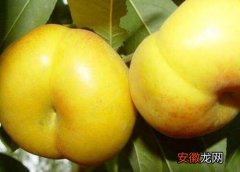 【桃】油蟠桃哪个品种好？