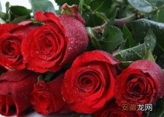 【玫瑰花】玫瑰花有多少品种？