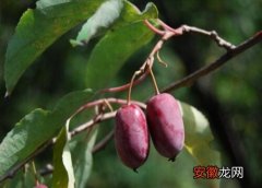 【桃】软枣猕猴桃哪个品种好？