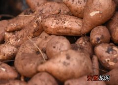 【红薯】红薯属于什么作物