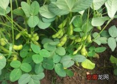 【季节】黄豆什么季节种植合适