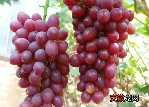 【多】葡萄有多少品种？