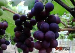 【多】葡萄有多少品种？