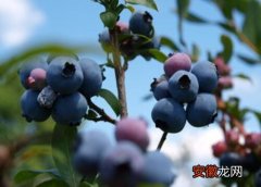 【品种】蓝莓哪个品种好？