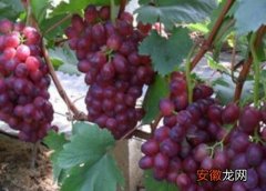 【品种】早熟葡萄哪个品种好？
