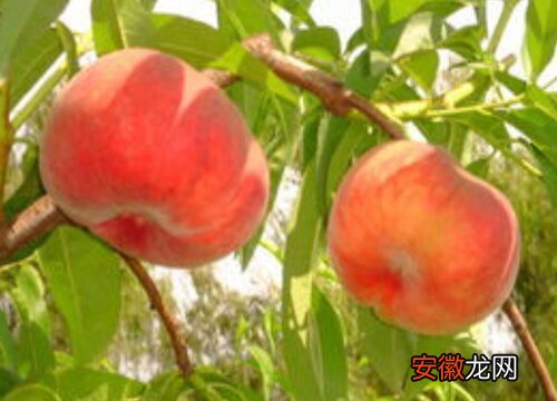 【桃】蟠桃哪个品种好？