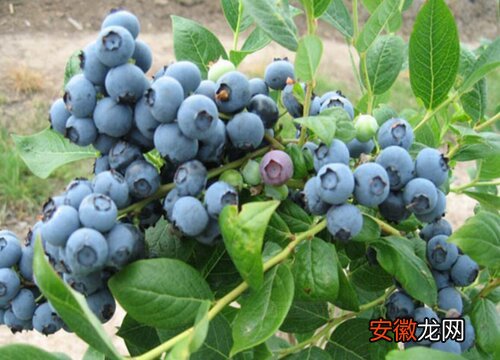 【品种】蓝莓苗哪个品种好？