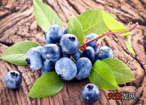 【品种】蓝莓苗哪个品种好？