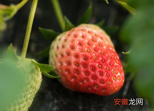 【品种】草莓哪个品种好？