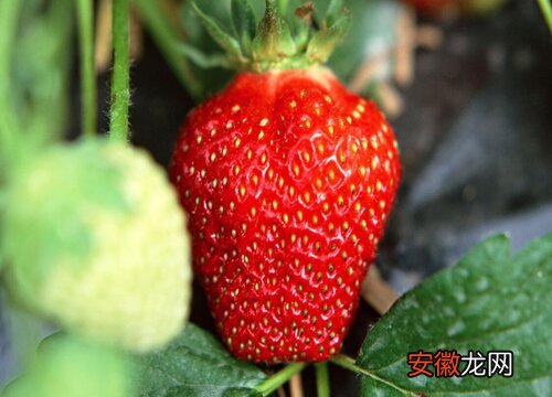 【品种】草莓哪个品种好？