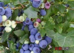【多】蓝莓有多少品种？