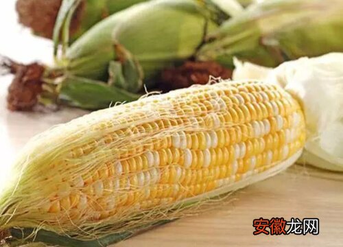 【种子】夏玉米种子哪个品种好？