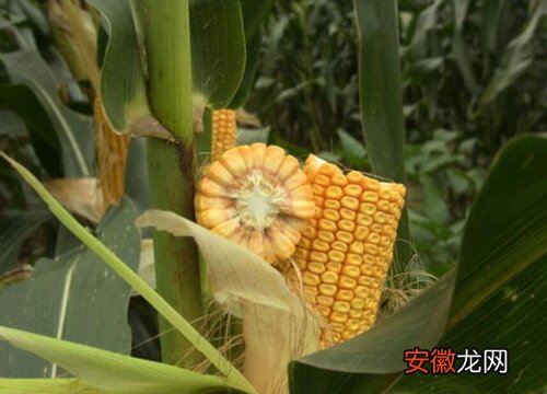 【种子】夏玉米种子哪个品种好？