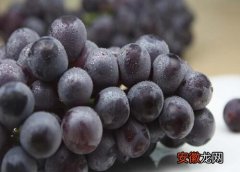 【品种】葡萄哪个品种好？