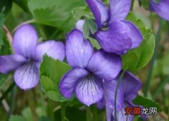 【多】紫罗兰有多少品种？