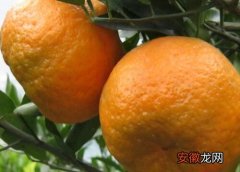 【品种】柑橘哪个品种好？