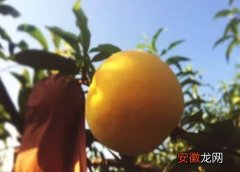 【桃】黄桃哪个品种好？