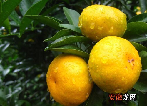 【花卉大全】柑橘是忌氯作物吗