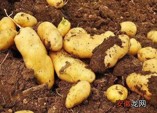【品种】土豆哪个品种好？