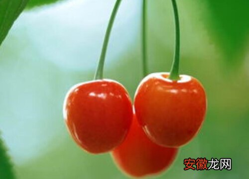 【桃】樱桃哪个品种好？