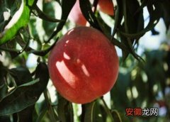 【品种】晚熟油桃哪个品种好？