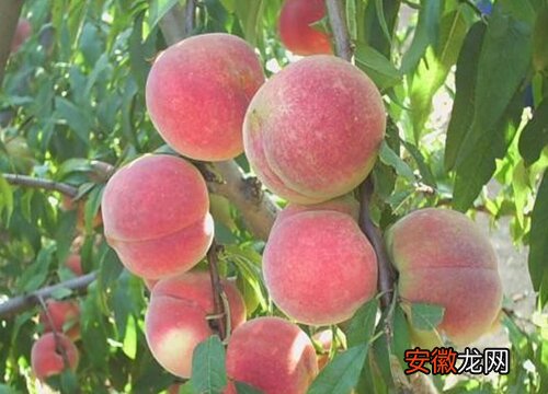 【品种】晚熟油桃哪个品种好？