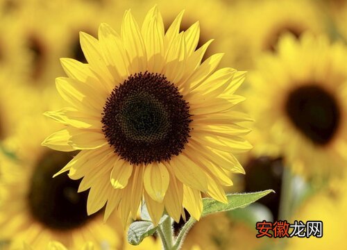 【花】向日葵花能养多久