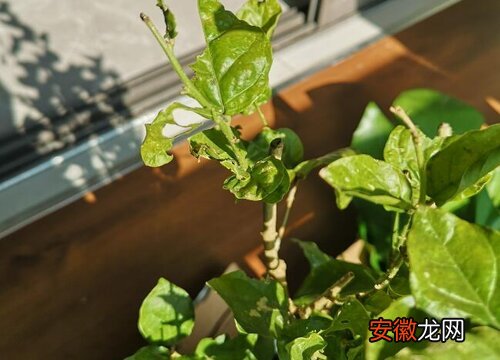 【植物】抗晒的植物有哪些？