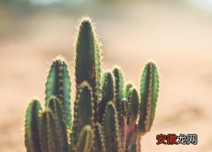 【植物】沙漠的植物有哪些？