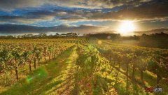 法国西南部卡欧、杜哈斯丘和马蒙地丘酒区的葡萄酒简介