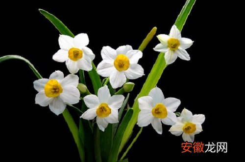【水仙花】水仙花可以净化空气吗 有吸甲醛的作用吗？