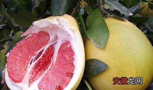 【树】柚子树可以净化空气吗 有吸甲醛的作用吗？